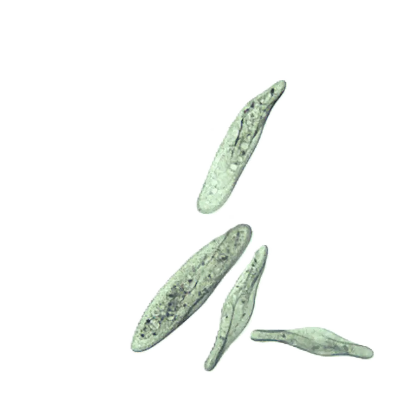 Pantoffeltierchen Paramecium
