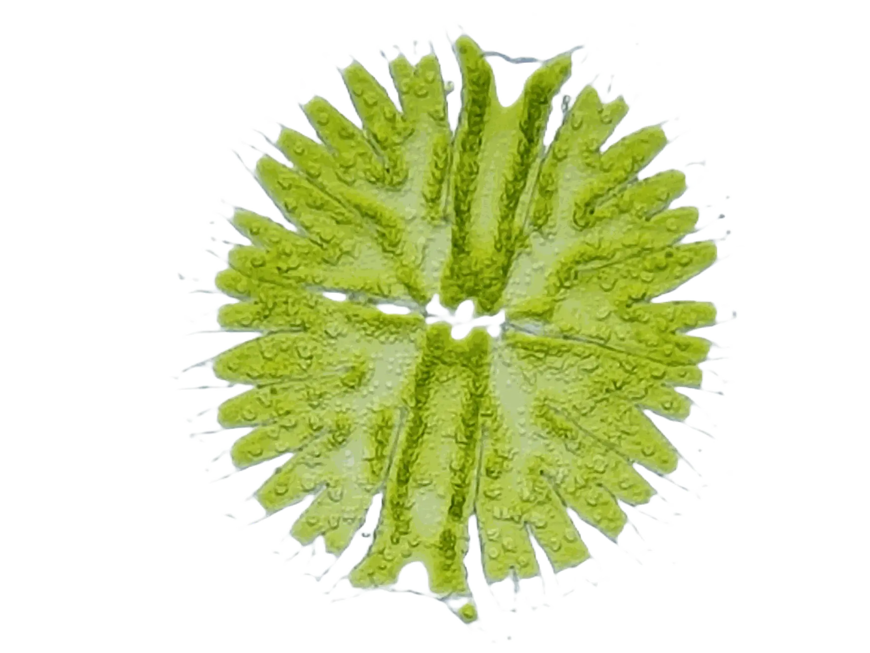 Micrasterias