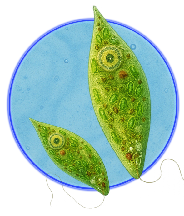 Augentierchen (Euglena)