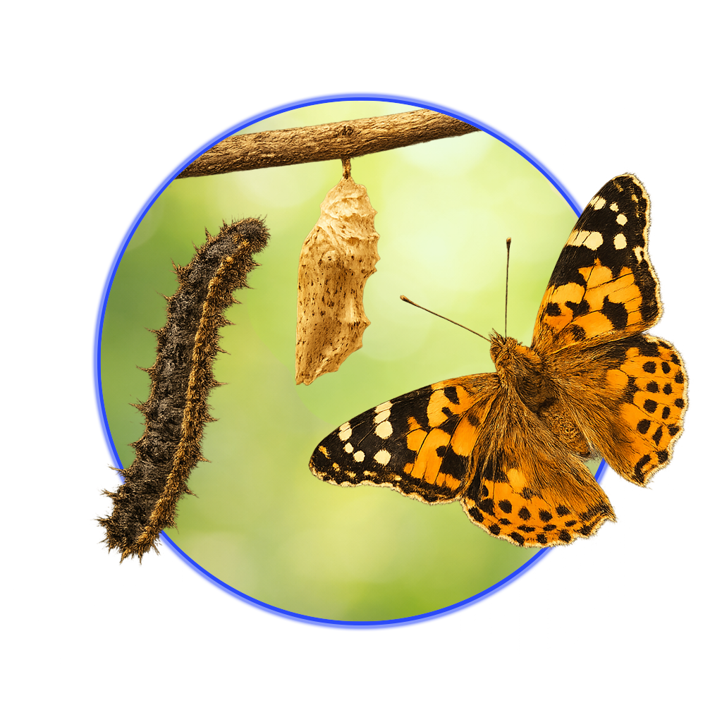 Metamorphose eines Distelfalters