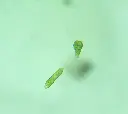 Augentierchen (Euglena gracilis)2_Produktbild.webp