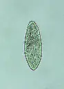 Paramecium-1_Produktbild.webp