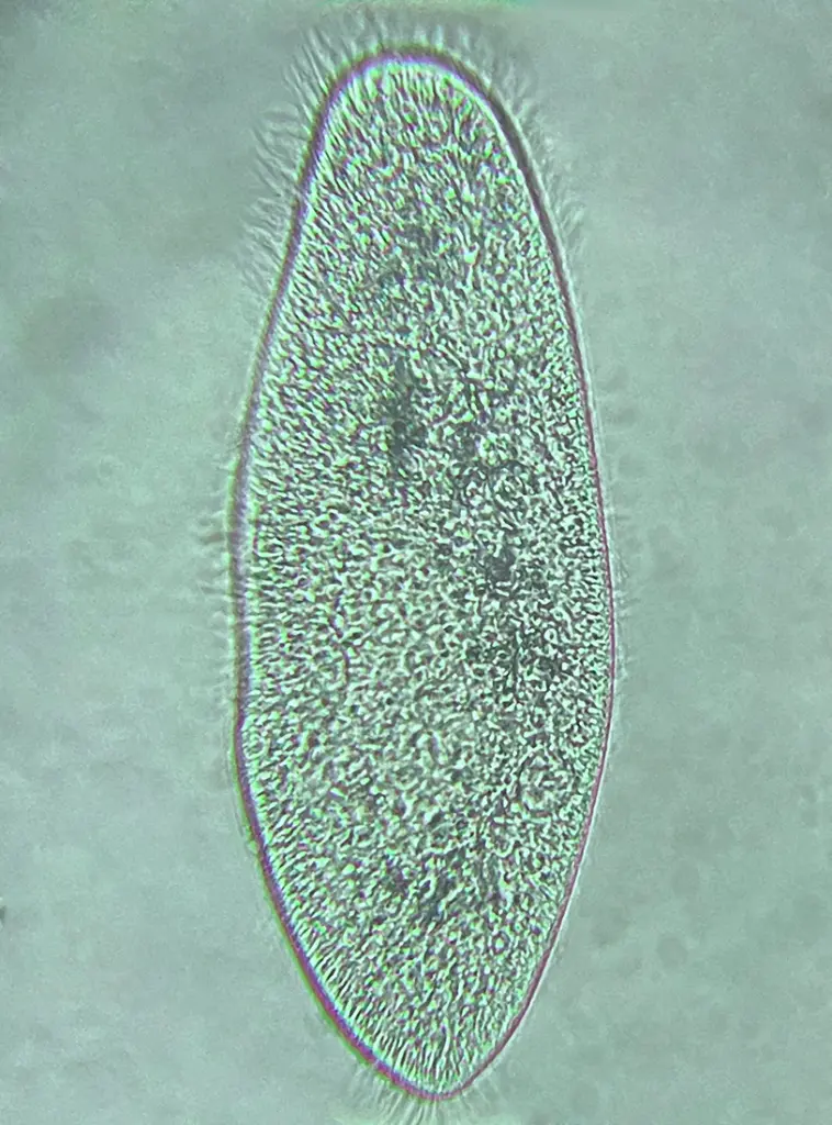 Paramecium-2_Produktbild.webp