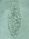 Paramecium-2_Produktbild.webp