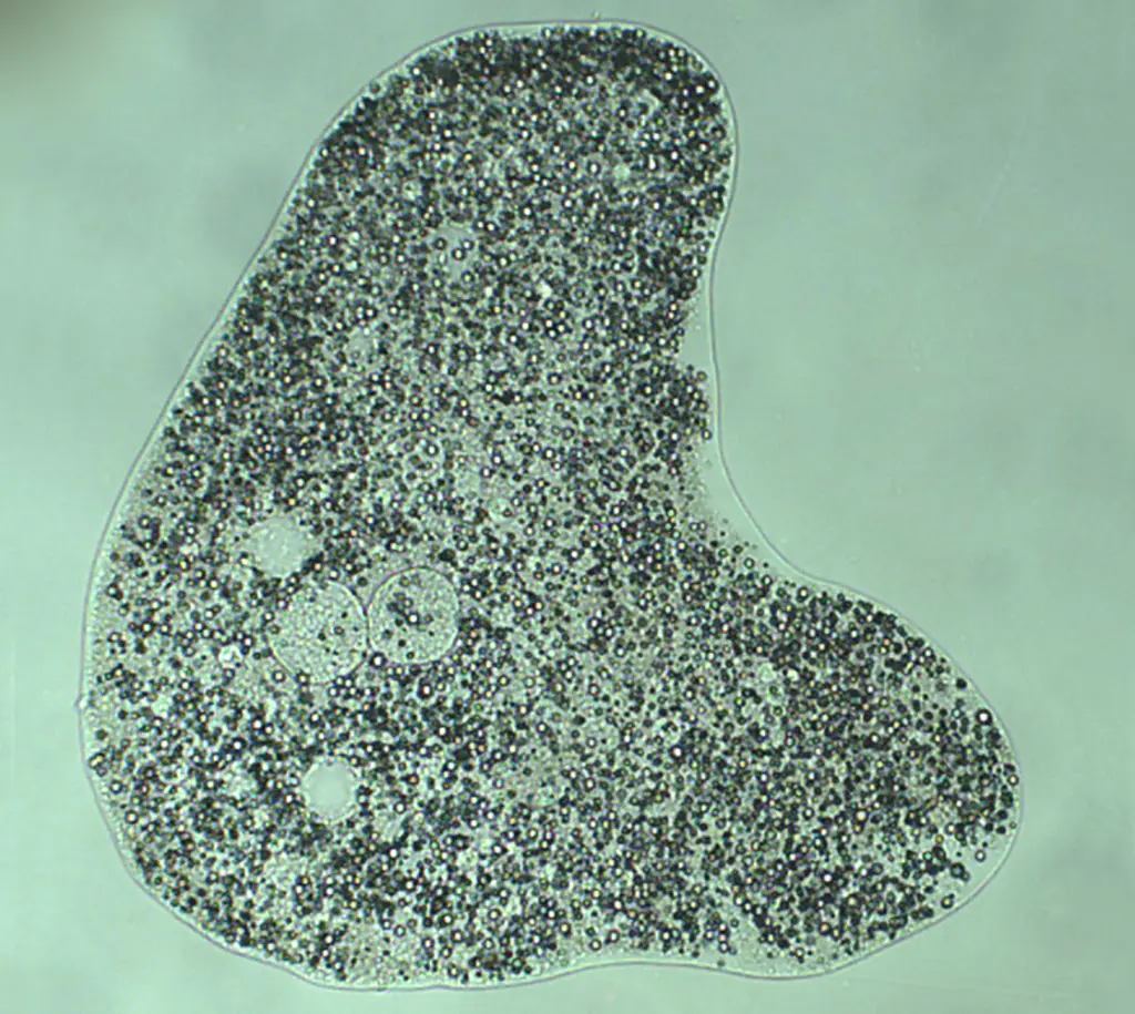 Amöbe (Amoeba proteus)-Produktbild.webp