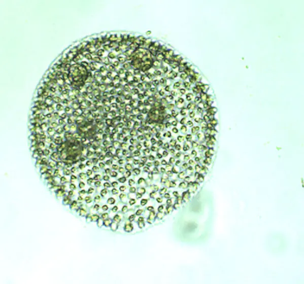 Volvox aureus culture (15 mL), Tube