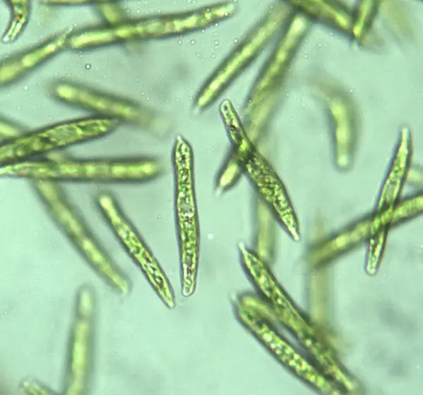 Augentierchen (grün, Euglena gracilis, 15 ml), 1 Röhrchen