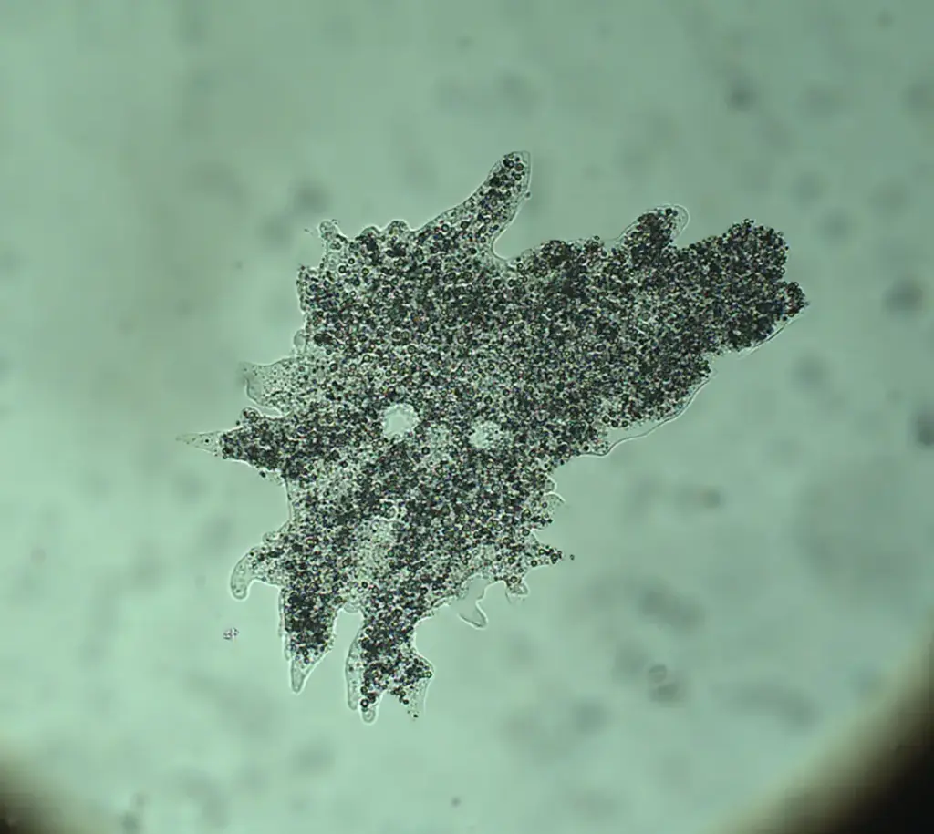 Amoeba proteus, 15 mL