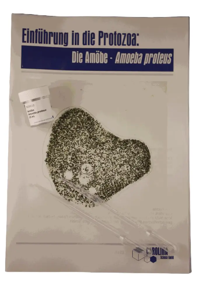 Introduction to the Protozoa - Amoeba proteus