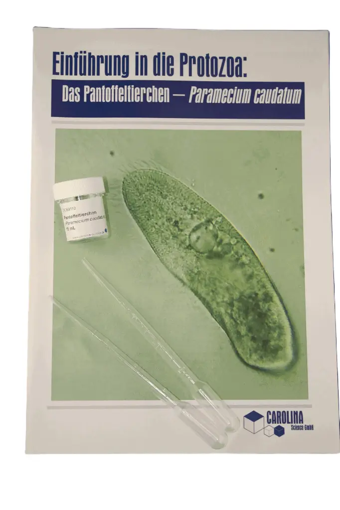 Introduction to the Protozoa - Paramecium caudatum