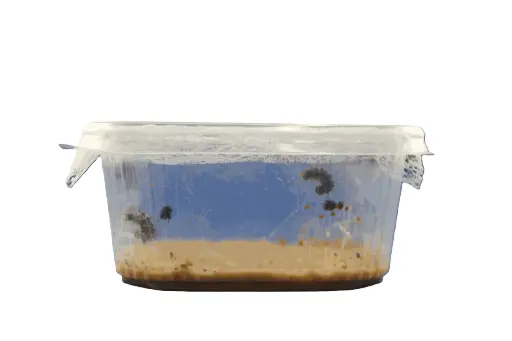 [DCS1518A] Larvae Distelfalter, 5 Pieces with food