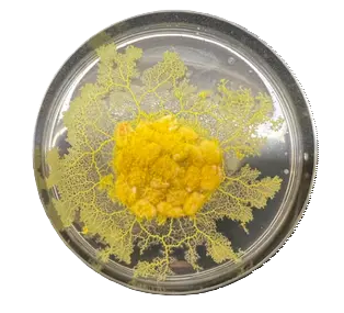 [DCS6112] Physarum polycephalum Plasmodia (Living), 1 Piece