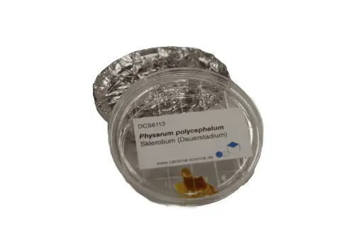 [DCS6113] Physarum polycephalum Sklerotium (Dauerstadium), 3 Stück