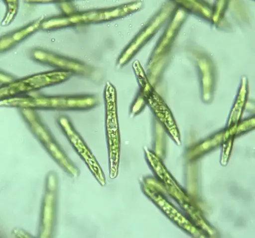 [151351] Augentierchen (grün, Euglena gracilis, 15 ml), 1 Röhrchen