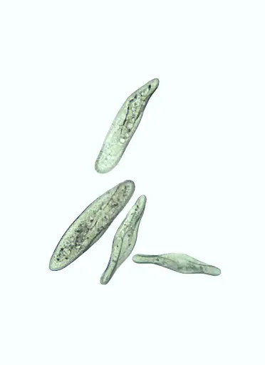 [DCS9110] Pantoffeltierchen (Paramecium caudatum) – Lebendkultur (15 ml)