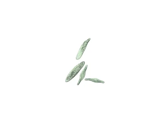 [DCS9110] Pantoffeltierchen, 15 mL