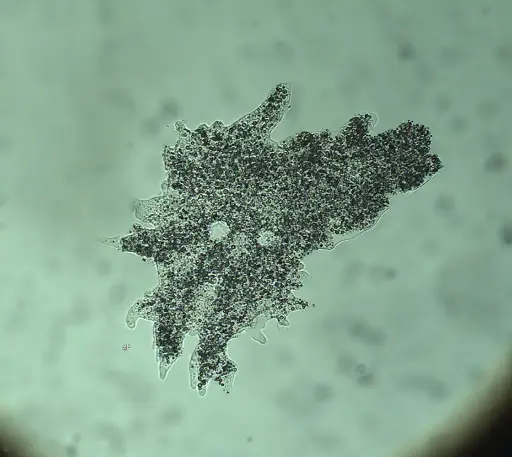 [DCS9112] Amoeba proteus, 15 mL