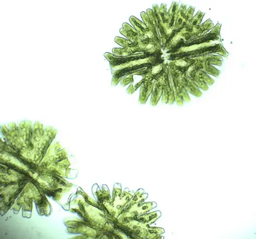 [DCS9210] Micrasterias spec., 15 mL