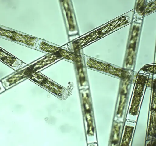 [DCS9208] Spirogyra spec., 15 mL