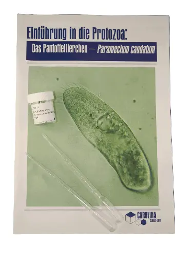 [DCS9303] Einführung in die Protozoa - Paramecium caudatum